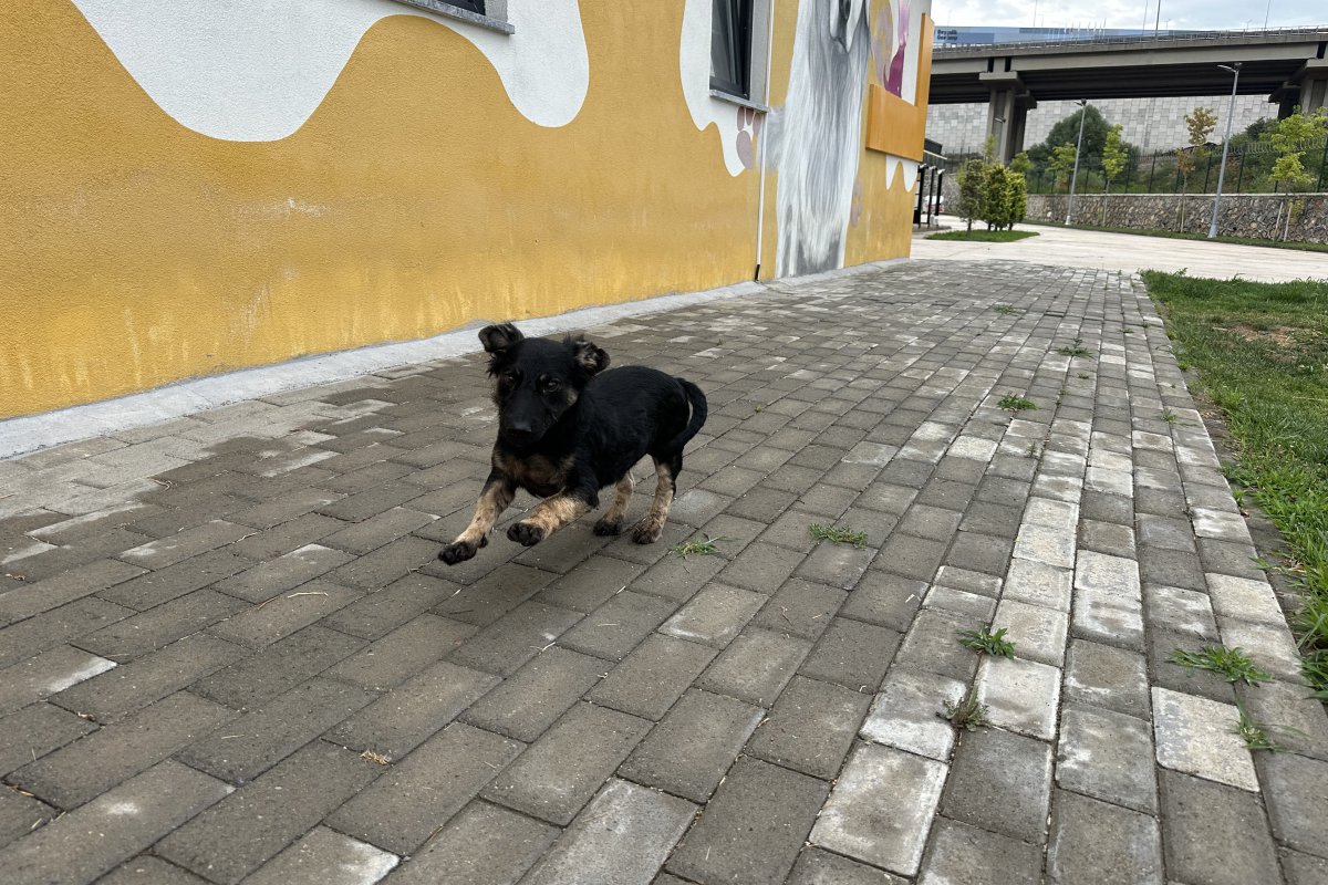 Zifte bulanmıştı, rehabilitasyon merkezinde yaşama tutundu