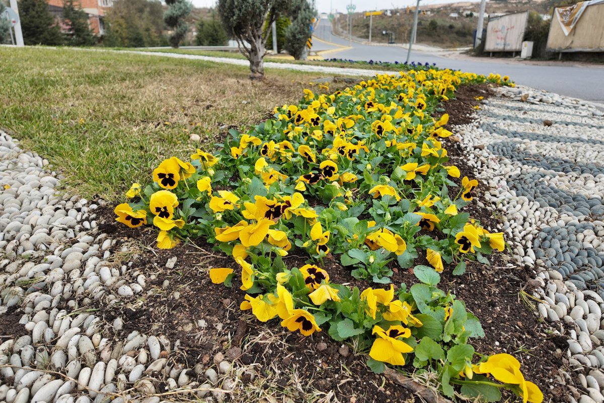 Çayırova’da mevsimlik çiçek ekimi