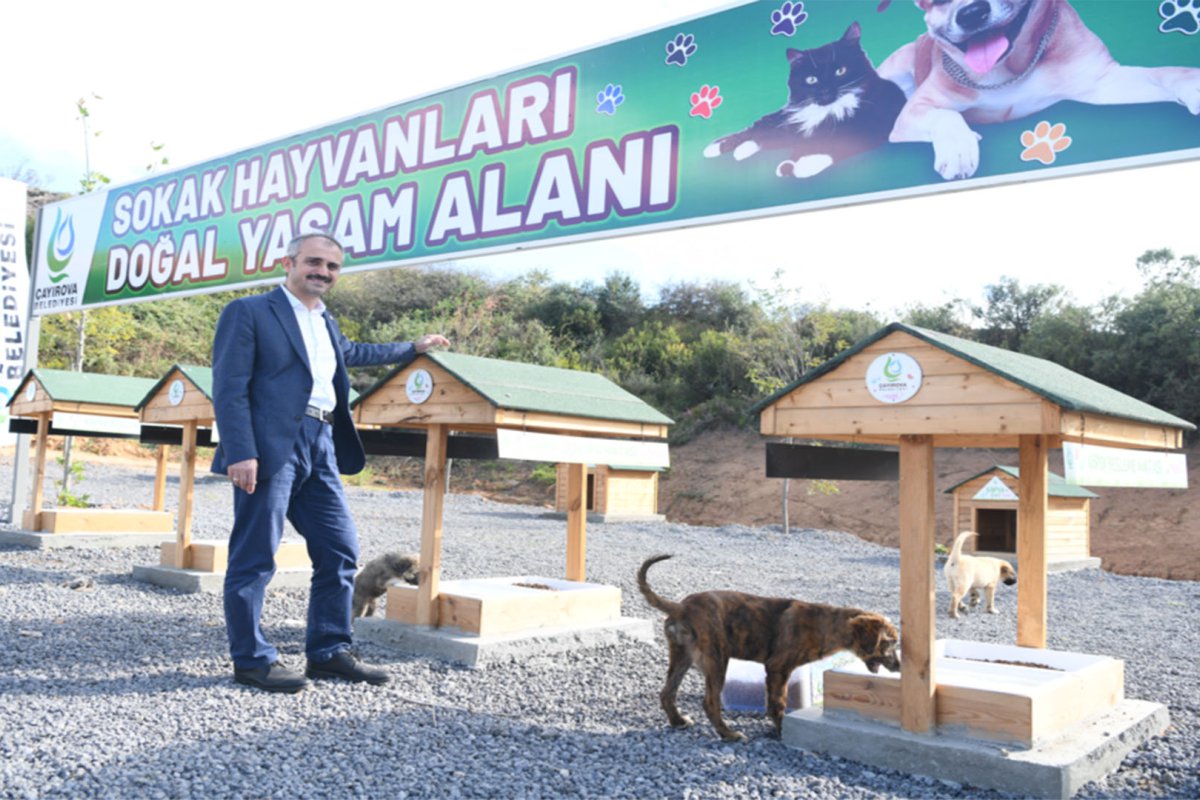 Sokak Hayvanları Doğal Yaşam Alanı